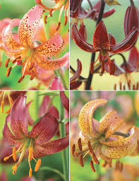 Image result for Lilium martagon `Chameleon`