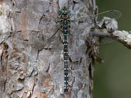 Attēlu rezultāti vaicājumam “Aeshna juncea male”