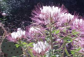 Attēlu rezultāti vaicājumam “Diderma roanense stalked”