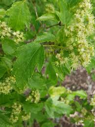 Attēlu rezultāti vaicājumam “Acer tataricum subsp. ginnala leaf”