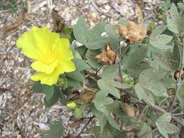 Attēlu rezultāti vaicājumam “Antrodia gossypium”