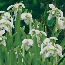 Attēlu rezultāti vaicājumam “Galanthus nivalis flower”