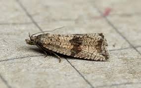 Attēlu rezultāti vaicājumam “Celypha striana”