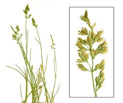 Attēlu rezultāti vaicājumam “Poa compressa”