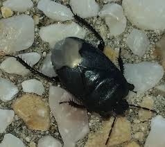 Attēlu rezultāti vaicājumam “Cydnidae”