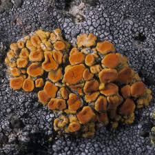 Attēlu rezultāti vaicājumam “Xanthoria fulva”