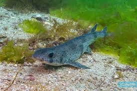 Image result for Scyliorhinus canicula