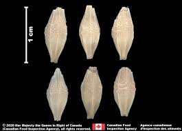 Attēlu rezultāti vaicājumam “Hordeum vulgare fruit”