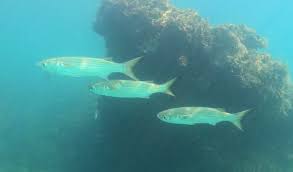 Image result for Mugil curema