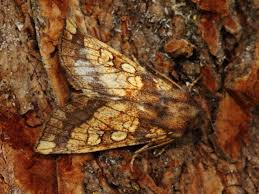 Attēlu rezultāti vaicājumam “Gortyna flavago”