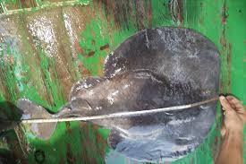 Image result for Tetronarce nobiliana