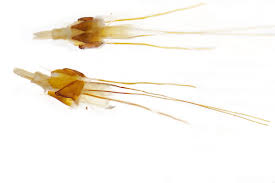 Attēlu rezultāti vaicājumam “Morophaga choragella”