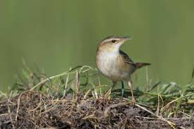 Image result for Locustella certhiola