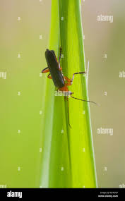 Attēlu rezultāti vaicājumam “Cantharis rustica imago”