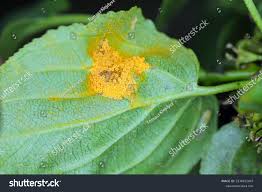 Attēlu rezultāti vaicājumam “Puccinia coronata”