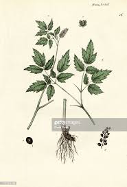 Attēlu rezultāti vaicājumam “Actaea spicata”