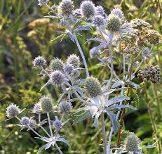 Attēlu rezultāti vaicājumam “Eryngium planum flower”
