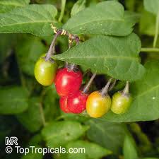 Attēlu rezultāti vaicājumam “Solanum dulcamara”