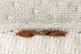 Image result for bed bugs