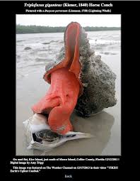 Image result for Triplofusus giganteus