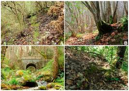 Attēlu rezultāti vaicājumam “Dichodontium pellucidum macro”