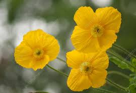 Image result for Papaver nudicaule