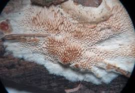 Attēlu rezultāti vaicājumam “Antrodia malicola”