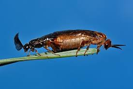 Attēlu rezultāti vaicājumam “Neodiprion sertifer”