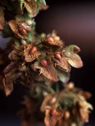 Attēlu rezultāti vaicājumam “Rumex aquaticus fruit”