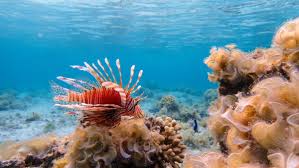 Image result for Pterois miles