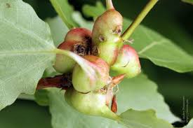 Attēlu rezultāti vaicājumam “Contarinia petioli”