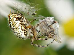 Attēlu rezultāti vaicājumam “Aculepeira ceropegia”