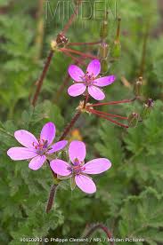 Attēlu rezultāti vaicājumam “Erodium cicutarium flower”
