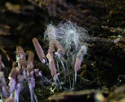 Attēlu rezultāti vaicājumam “Stemonitopsis typhina spores”