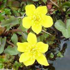 Attēlu rezultāti vaicājumam “Carex pseudocyperus male flower”