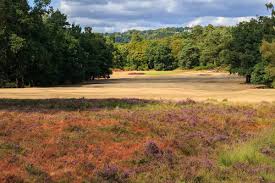 Image result for Reigate Heath Golf Club