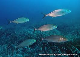 Image result for Seriola dumerili