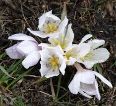 Attēlu rezultāti vaicājumam “Colchicum szovitsii subsp. szovitsii flower”