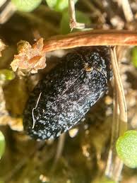 Attēlu rezultāti vaicājumam “Dermestes murinus”