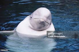 Image result for Delphinapterus leucas