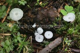 Attēlu rezultāti vaicājumam “Delicatula integrella”