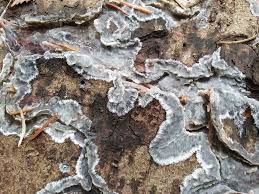 Attēlu rezultāti vaicājumam “Phlebiopsis gigantea”