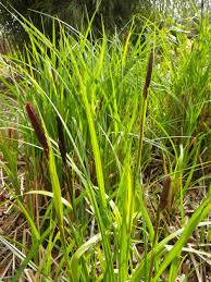 Attēlu rezultāti vaicājumam “Carex acuta leaf”