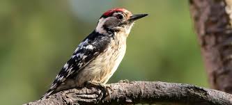 Attēlu rezultāti vaicājumam “Dendrocopos minor male”