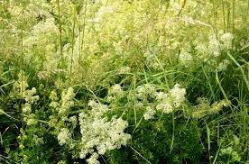 Attēlu rezultāti vaicājumam “Galium album”