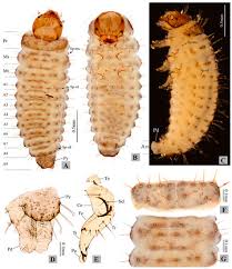 Attēlu rezultāti vaicājumam “Mellicta athalia larva”
