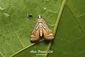 Attēlu rezultāti vaicājumam “Crambidae”