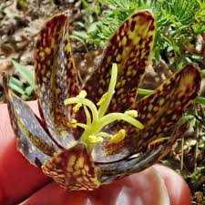 Image result for Campanula affinis