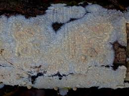 Attēlu rezultāti vaicājumam “Radulomyces confluens”