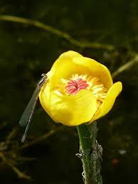 Attēlu rezultāti vaicājumam “Nuphar lutea fruit”